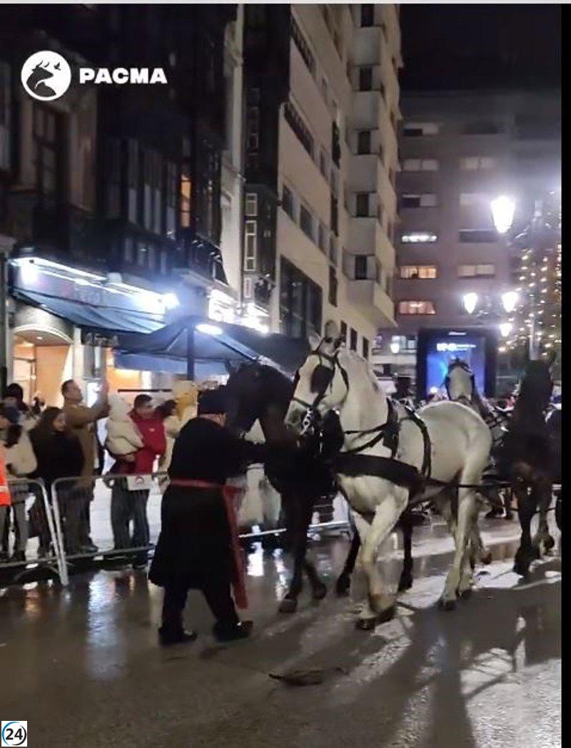 El Ayuntamiento es señalado por Pacma tras el lamentable desplome de dos caballos en la cabalgata de Reyes