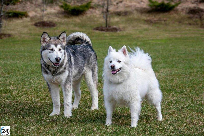 PACMA sugiere que ciudades grandes tengan fuentes para perros y refugios climáticos en parques.