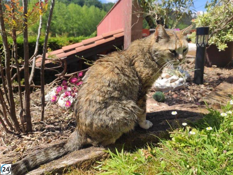Según empresa, solo 3 de cada 10 asturianos identifican síntomas de enfermedad en sus gatos.