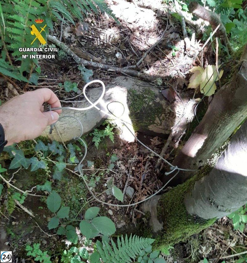 Detienen a un hombre por matar a un oso pardo de forma ilegal.