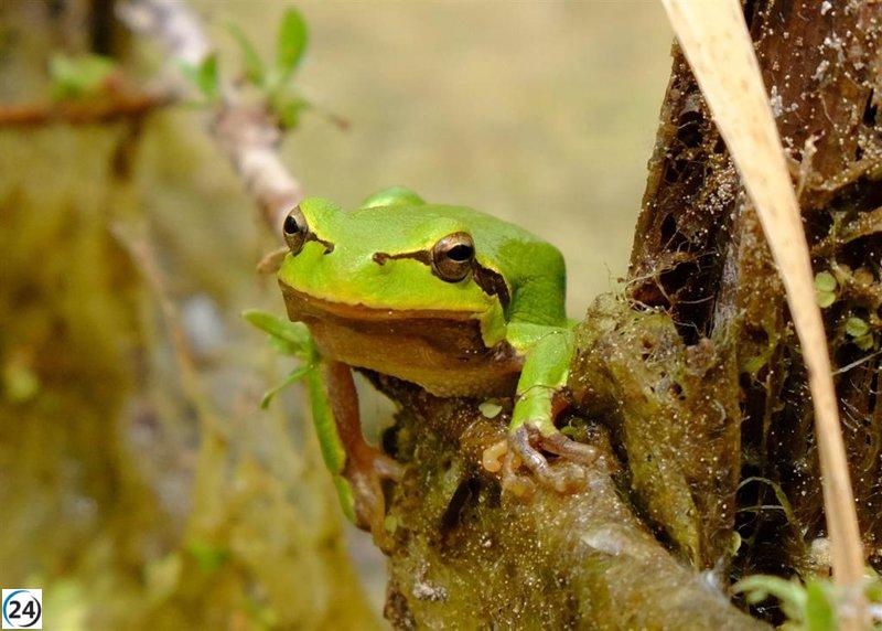 Científicos de Oviedo y Doñana estudian el envejecimiento de ranas en Chernóbil.