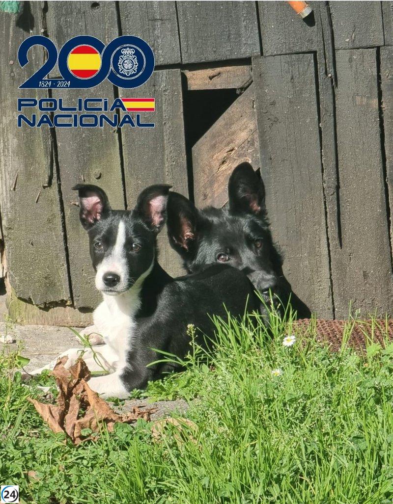 Tres perros salvados de una casa ocupada en el barrio de Villalegre.