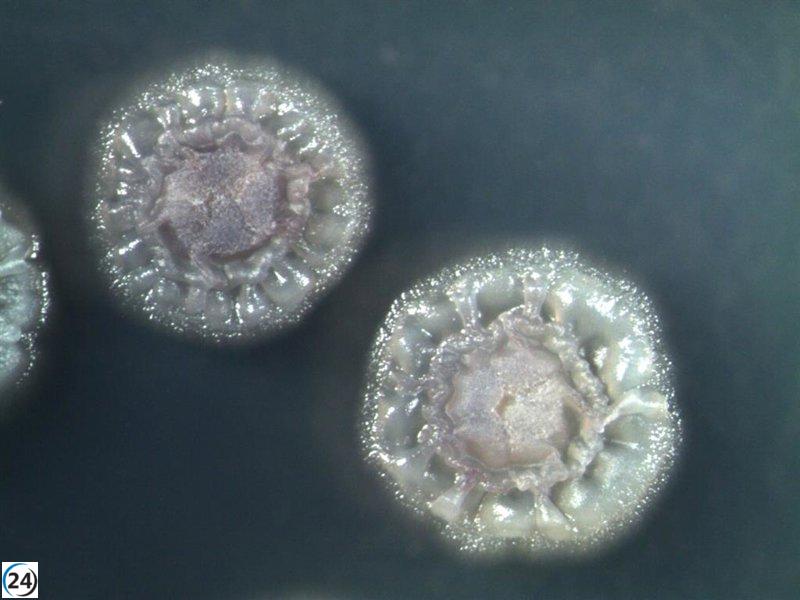 Investigan un innovador mecanismo que impulsa el metabolismo en bacterias.