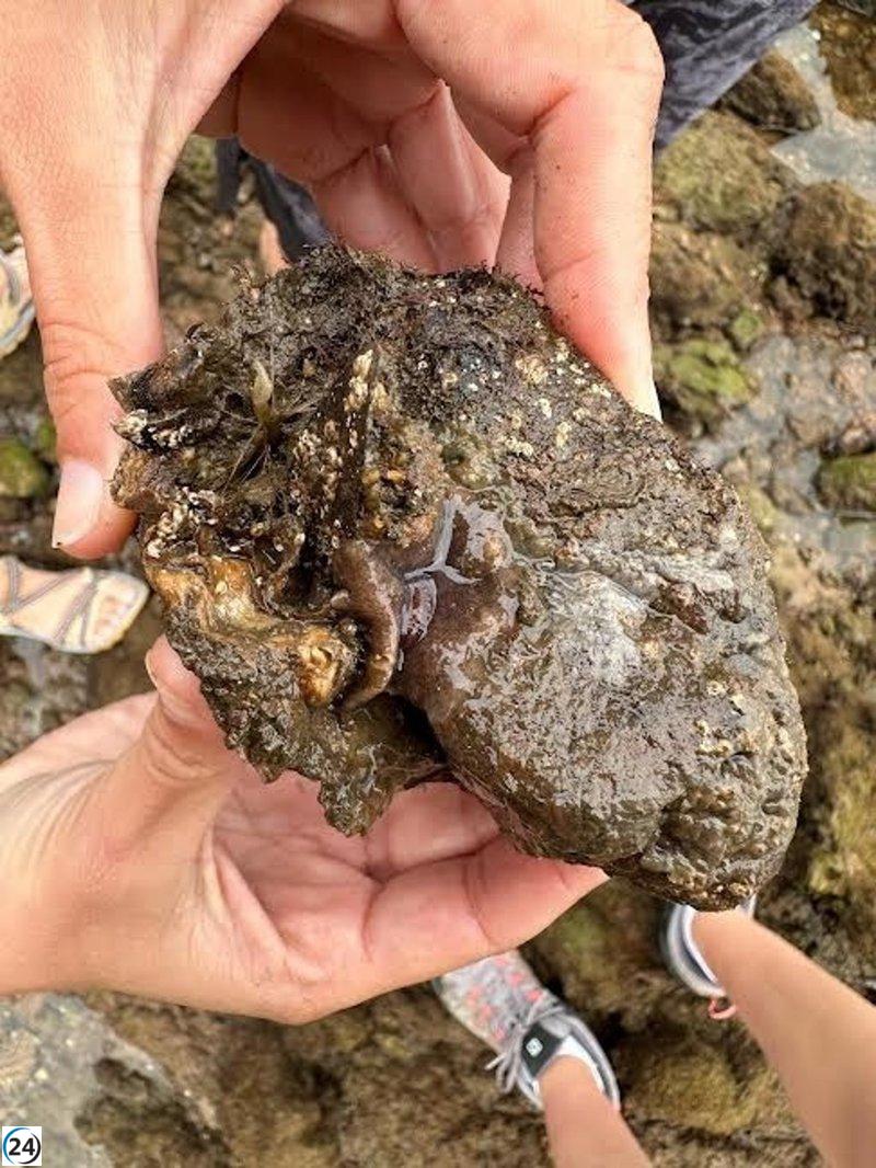 Nueva especie invasora identificada en Avilés, Gijón y San Juan de Nieva.