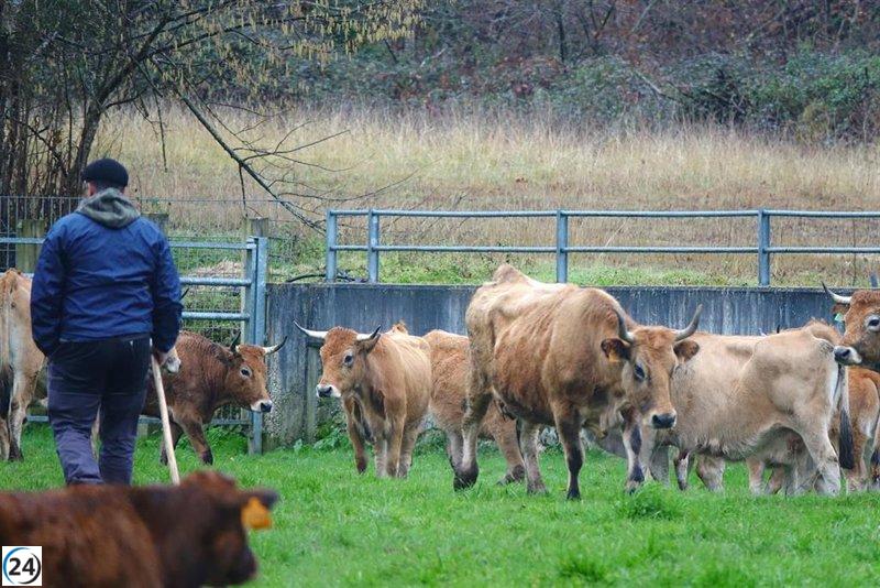 El Principado invierte 450.000 euros en apoyo a PYMEs agrarias.