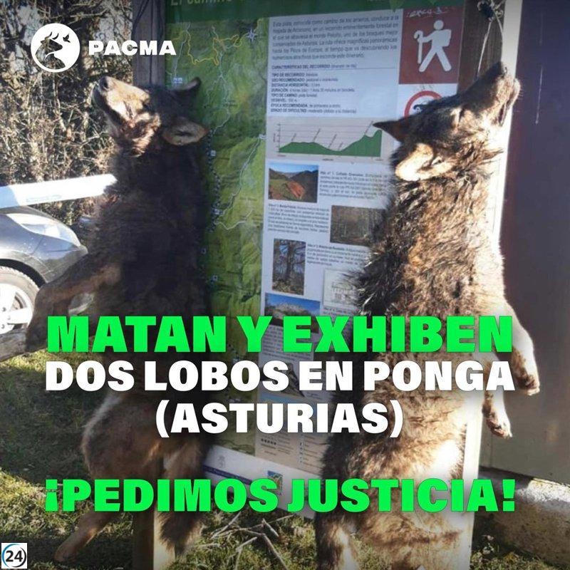 Pacma clama por justicia ante la aparición de lobos colgados en Ponga y denuncia la 