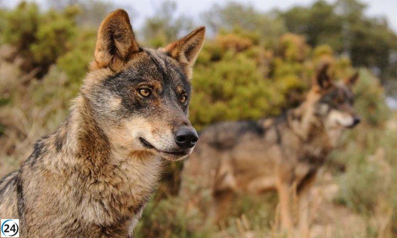 Bruselas sugiere reducir la protección legal del lobo en la normativa europea.