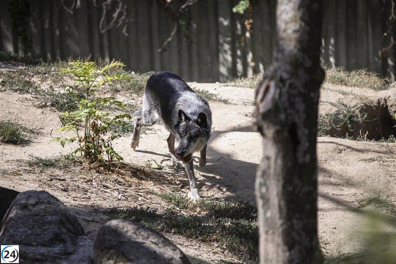 El Senado solicita al Gobierno la eliminación del lobo al norte del Duero con apoyo de PP, Vox, PNV, Junts y UPN.