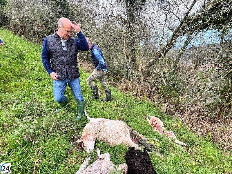 El PP denuncia que el socialismo ahoga el campo asturiano por su excesiva protección del lobo.