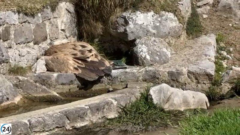 El Principado implementa protocolo ante hallazgo de lobo muerto en Proaza y buitre en Cabrales.