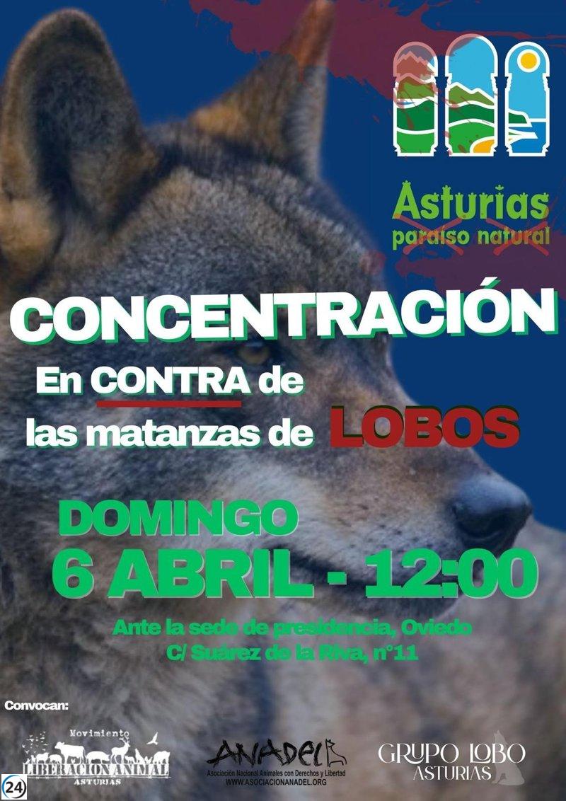 Activistas ambientalistas se manifiestan en Oviedo por la protección del lobo este domingo.