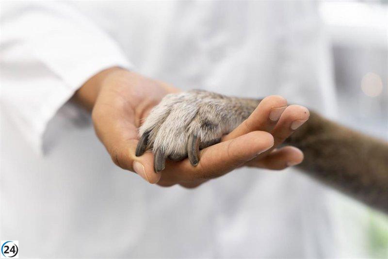 Veterinarios de Asturias expresan su descontento en protesta en Gijón.