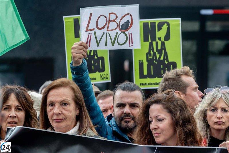 Grupos de conservación y defensa animal protestarán el 22 de julio por la salvaguarda del lobo.