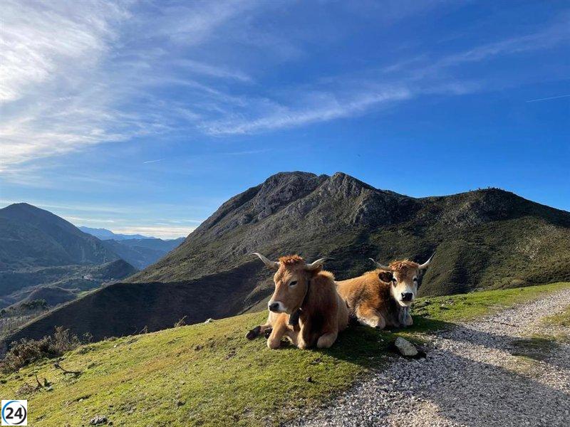 Asturias destina 1,4 millones a apoyar a más de mil ganaderías perjudicadas por la EHE.