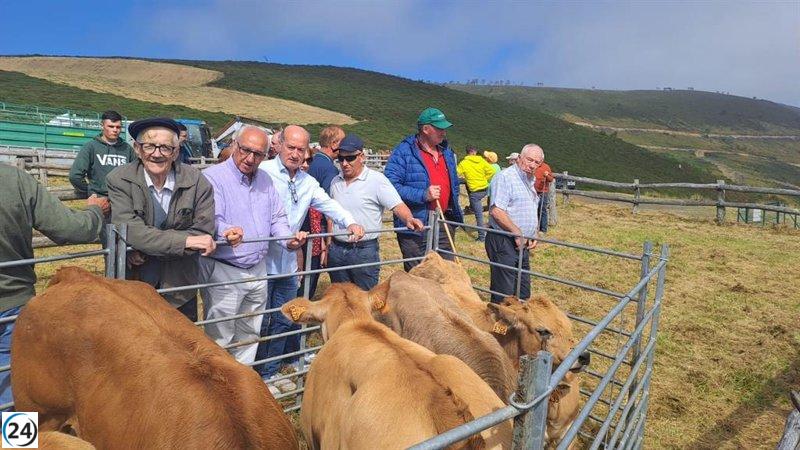 El PP denuncia al Gobierno asturiano por interferir en la gestión de la IGP Ternera Asturiana tras la decisión del TSJA.