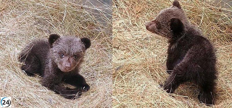 Osezna Alba, rescatada en Teverga, se alista para su regreso a la vida salvaje.