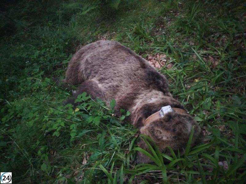 Encuentran sin vida en Somiedo a un oso adulto equipado con un collar de seguimiento de la Junta de Castilla y León.
