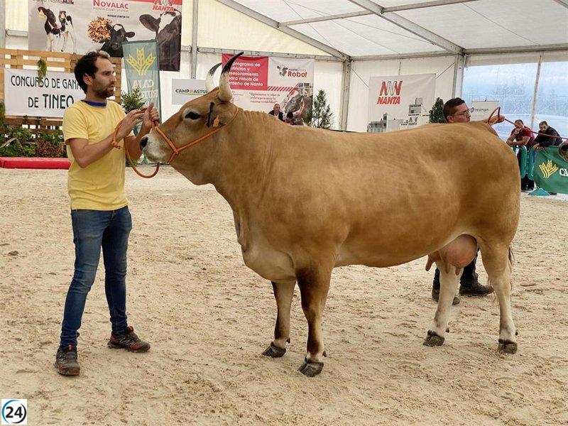 Tineo celebra el Concurso de Ganado el 6 y 7 de septiembre.
