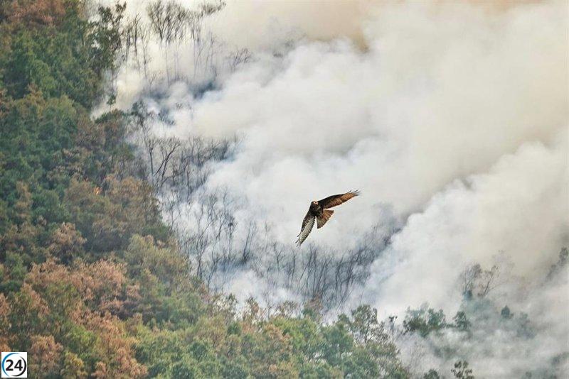 Nueve localidades en Asturias sufren por incendios forestales.