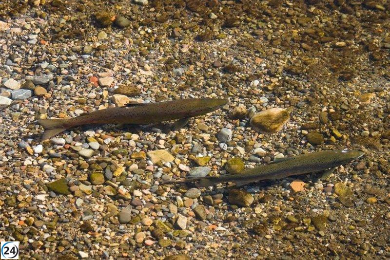 Ecologistas denuncian que el Gobierno asturiano amenaza la supervivencia del salmón en los ríos.
