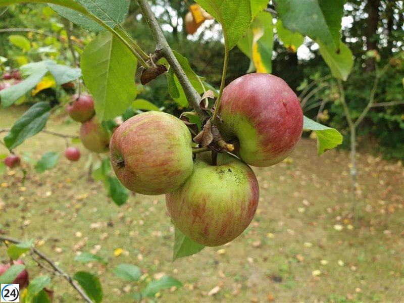Producción de manzana en Asturias se prevé superior gracias a una excelente primavera.