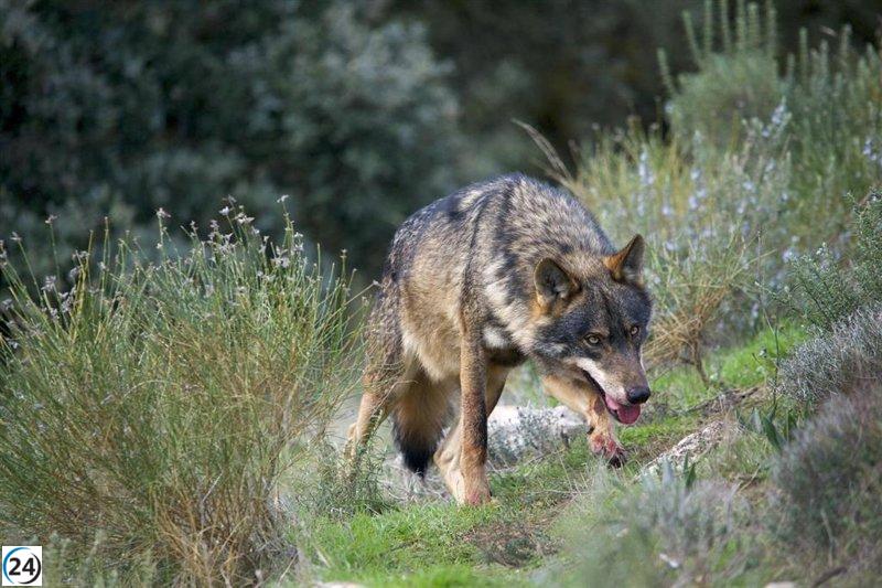 PACMA advierte que la caza de lobos carece de justificación científica y demanda su conservación.