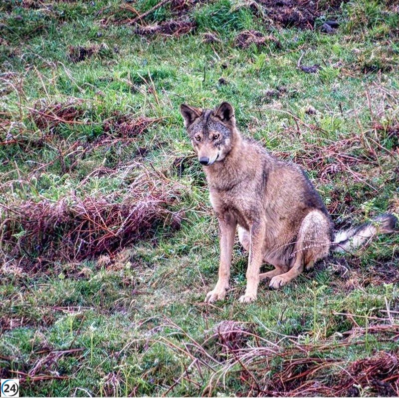 PACMA denuncia falsedad en informes del plan de control del lobo.