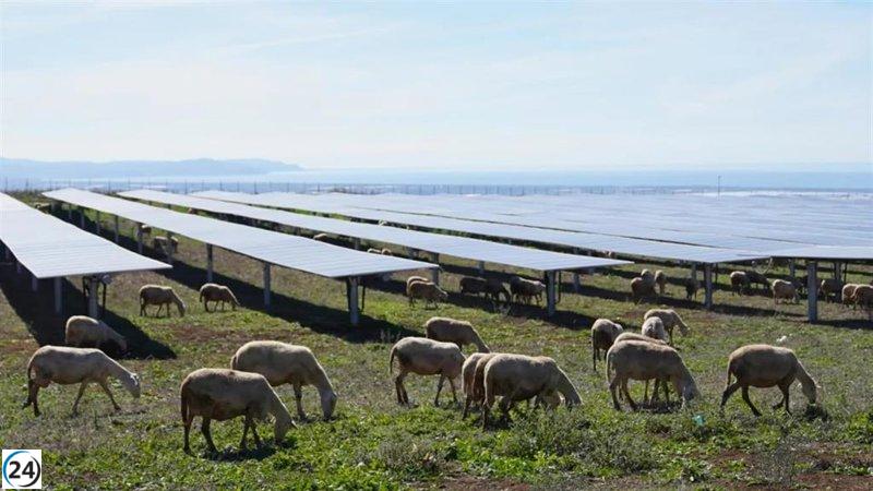 “EDP lanza su primera planta solar en Italia, combinando energía y pastoreo en un uso dual del suelo”