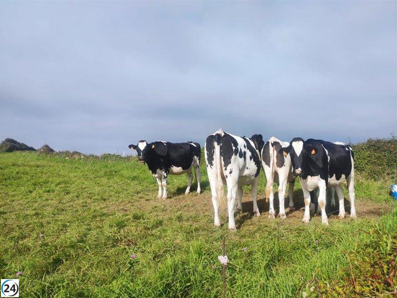Asturias cancela ferias ganaderas ante brote de dermatosis nodular.