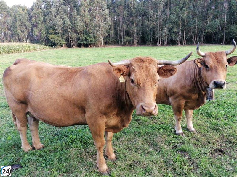 PP exige medidas contundentes para impedir ingreso de animales de áreas con riesgo de Dermatosis Nodular.