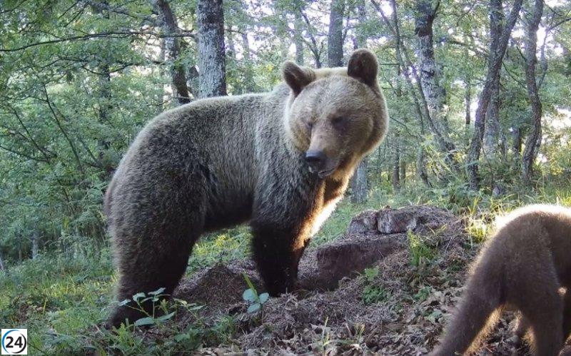 Fiscalía pide pena para quien intentó cazar en el Parque Natural de Las Ubiñas-La Mesa.