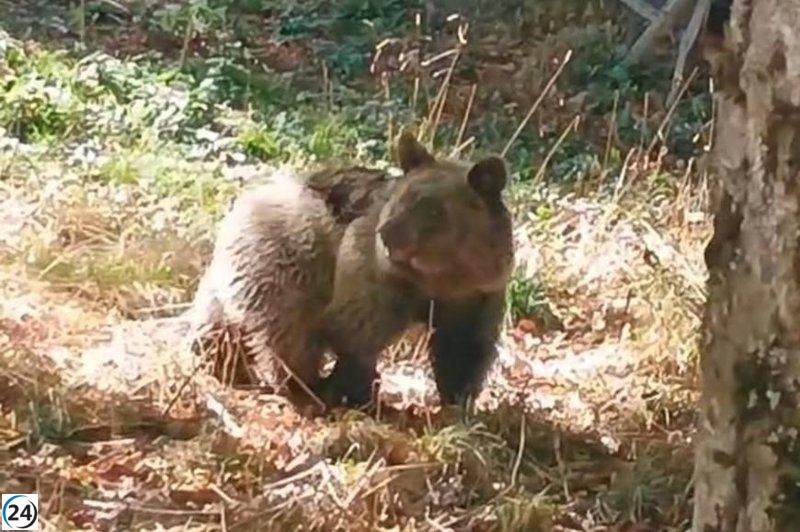 Asturias libera a Alba, la cría de oso pardo salvada en Teverga, en su hábitat natural.