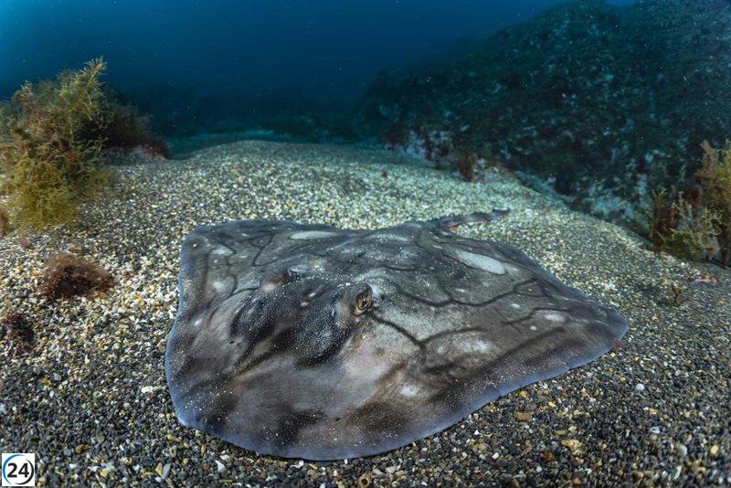 Universidad de Oviedo identifica zonas vitales para tiburones y rayas en el Atlántico.