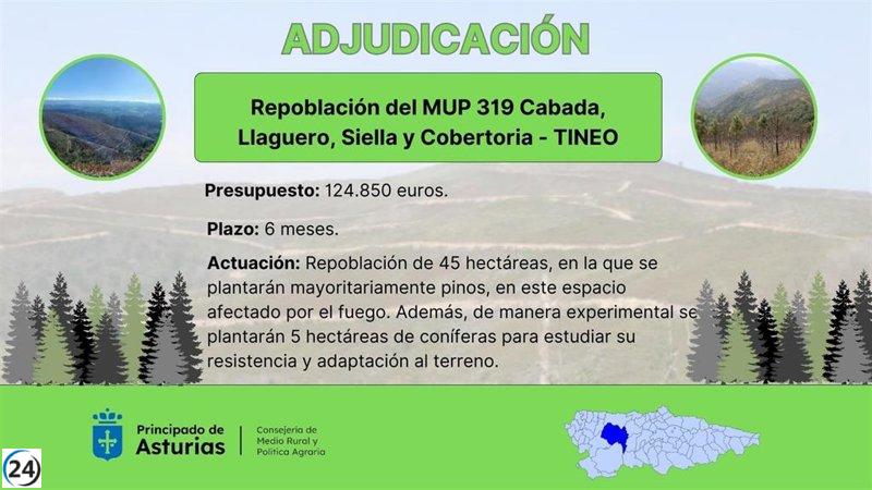 Se otorga contrato para repoblar 45 hectáreas de monte público en Tineo.