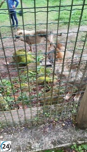 Grupo Lobo Asturias confirma el buen estado de los lobos en el cercado de Belmonte.