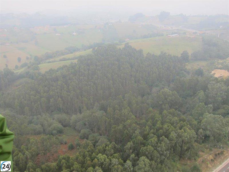 Ecologistas piden una revisión completa de la política y modelo forestal del Principado.