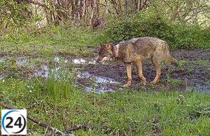 Fapas acusa al Principado de mutilar lobos en programa de investigación.