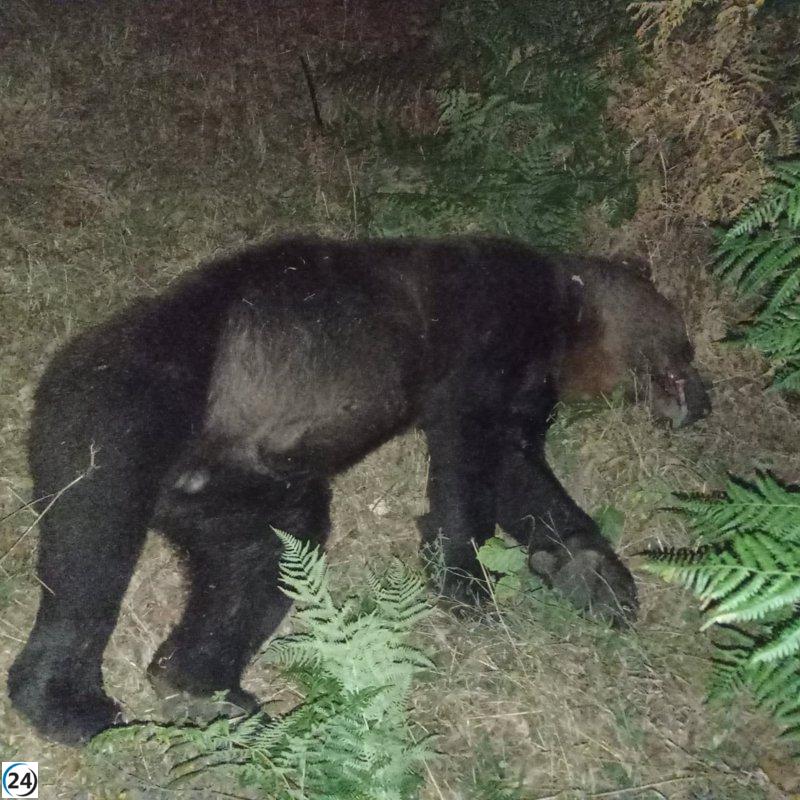 Trágica muerte de un oso adulto en accidente vial en Degaña