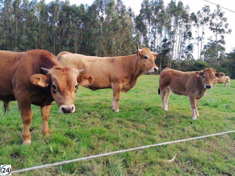 Asturias: Confirmados cuatro casos de enfermedad hemorrágica epizoótica en ganado vacuno.