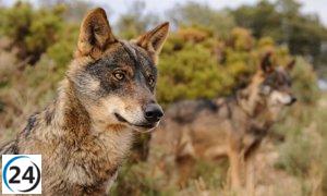 El Principado informa a la UE del incremento de los perjuicios causados por los lobos: 3.115 casos y cerca de un millón en compensaciones.