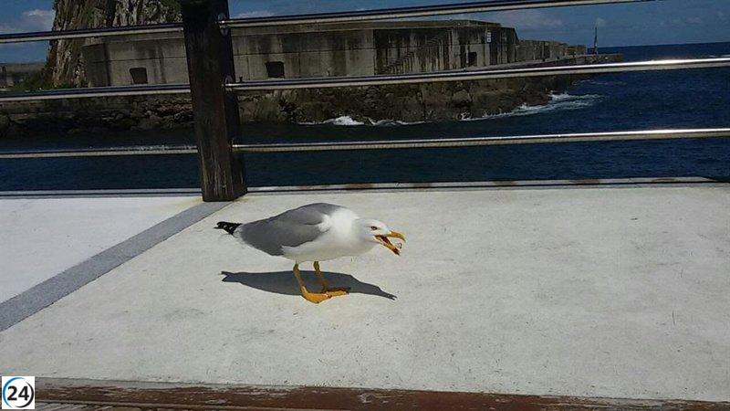 Éxito en la campaña de control de gaviotas en Avilés: se retiran 98 nidos con 53 huevos y 110 pollos.