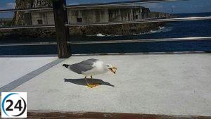 Éxito en la campaña de control de gaviotas en Avilés: se retiran 98 nidos con 53 huevos y 110 pollos.