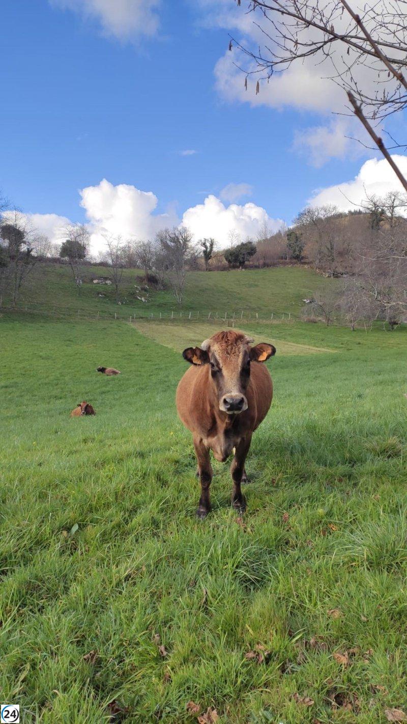 Plan de compensación a ganaderos asturianos tras pérdidas de animales por EHE se implementará en 2024