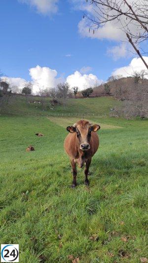 Plan de compensación a ganaderos asturianos tras pérdidas de animales por EHE se implementará en 2024