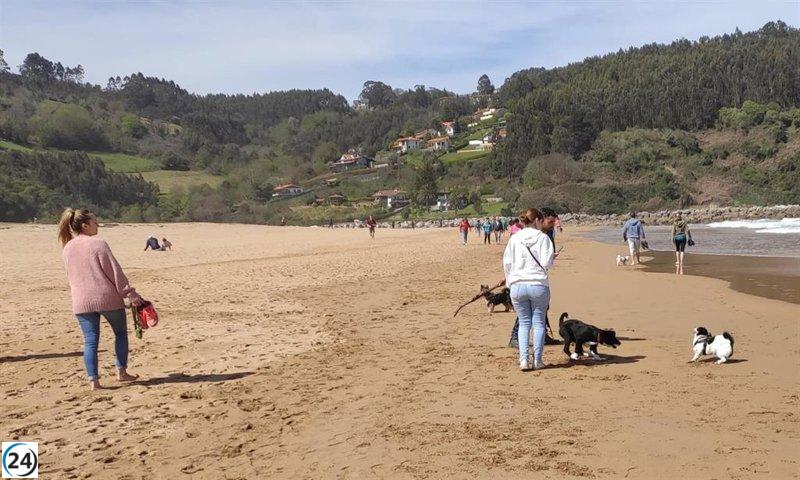Muchos dueños asturianos evaden su responsabilidad legal y no aseguran a sus perros