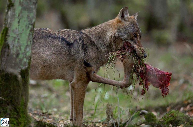 Bruselas insta a reducir protección del lobo por crecientes ataques al ganado