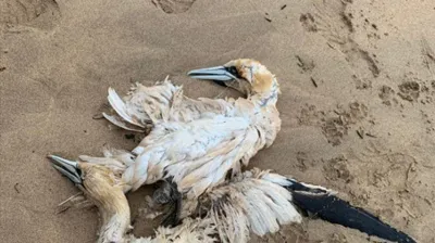 Avistamiento de aves en la costa asturiana: un plan único