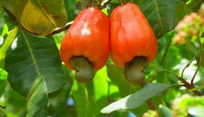 El marañón: un manjar para los amantes de los frutos secos