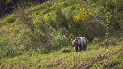 La Oso Trail: corriendo por el medio ambiente en Asturias