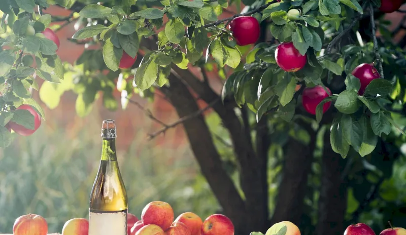 La sidra asturiana: una tradición ancestral
